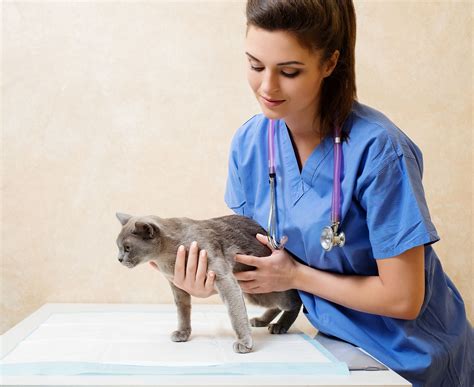 5 Things I Wish I Knew Before Starting As A Veterinary Technician