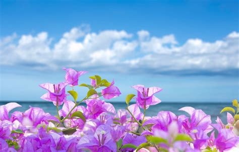 Beach Flowers Desktop Wallpapers Top Free Beach Flowers Desktop