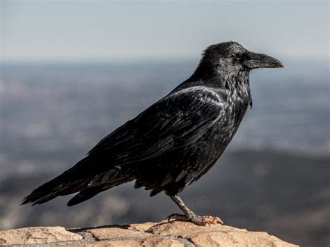 Dianggap Pertanda Kematian Ini Mitos Dan Fakta Tentang Burung Gagak