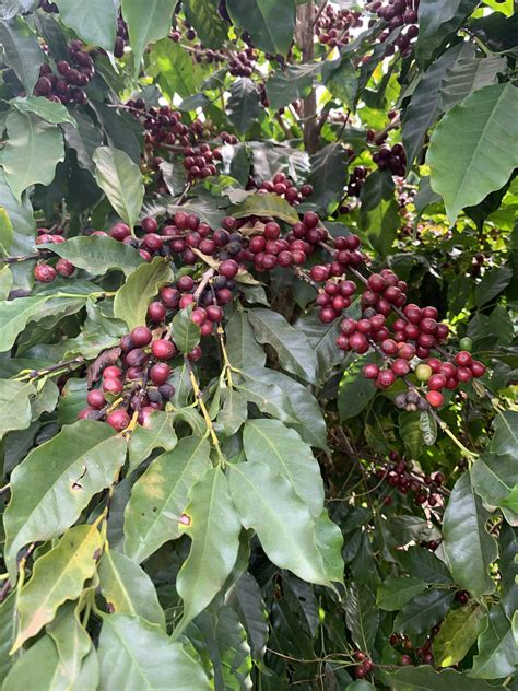 Test Roast 1kg | Voyager Coffee | Voyager Coffee