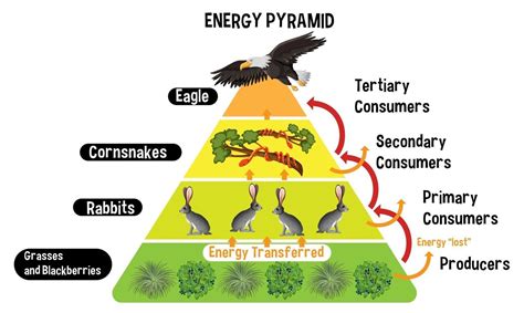 Diagram Showing Energy Pyramid For Education 2939191 Vector Art At Vecteezy