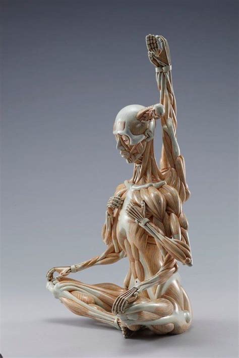 Anatomy Sculpture Anatomy Art Anatomy For Artists