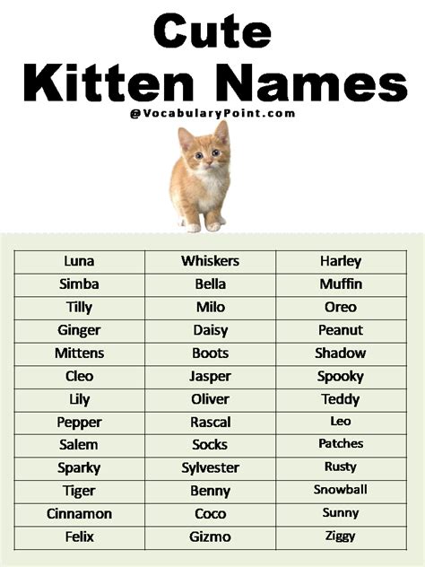 Most Popular Cute Cat Names Vocabulary Point