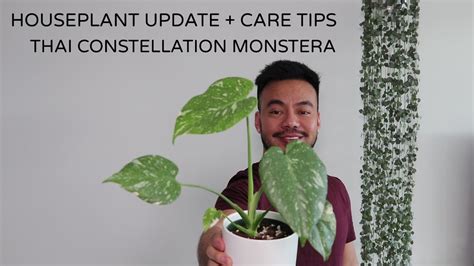Pruning is recommended to control the size of the plant and to remove the dead or damaged foliage. HOUSEPLANT UPDATE | Thai Constellation Monstera | RARE ...