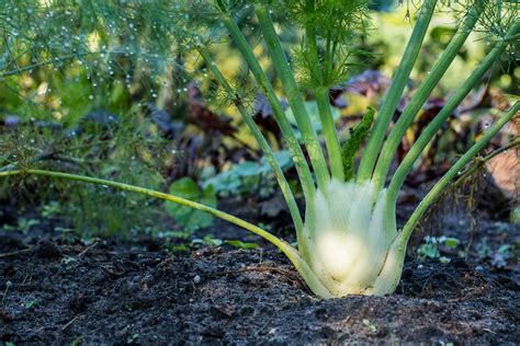 How To Grow Fennel Tips And More Kellogg Garden Organics