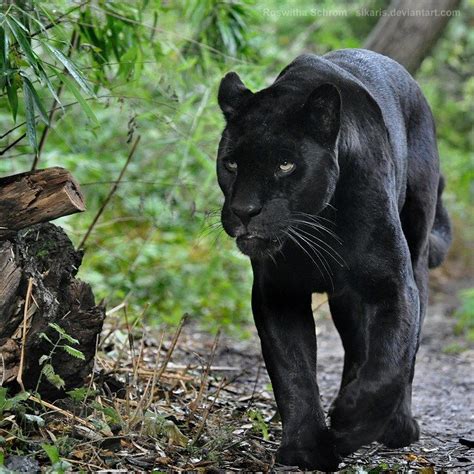 Amazon Rainforest Animals Black Panther Rainforest Animal