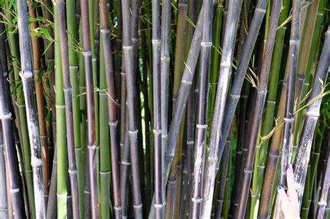 Black stemmed bamboo grows in galvanized containers creating a living sculpture on a rooftop terrace garden. Phyllostachys nigra (Black Bamboo)