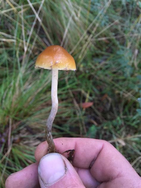 How To Identify Hallucinogenic Mushrooms All Mushroom Info