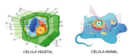 Celula Animal Y Vegetal Diferencia Diferencias Entre Célula Animal Y
