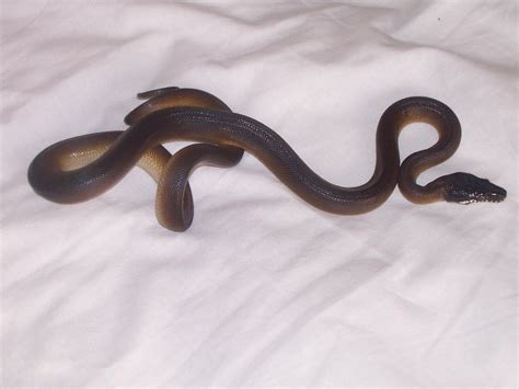 Ne England White Lipped Python For Sale Reptile Forums