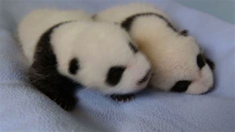 Twin Baby Pandas Now Fuzzy And Cute Video