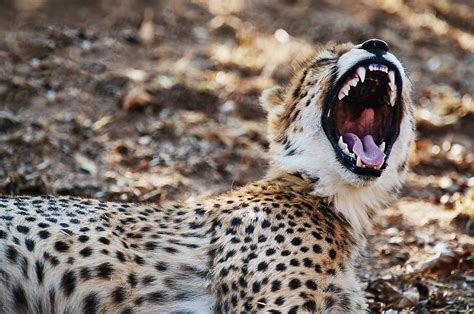 Endangered Wild Cat Cheetah Stock Image Everypixel