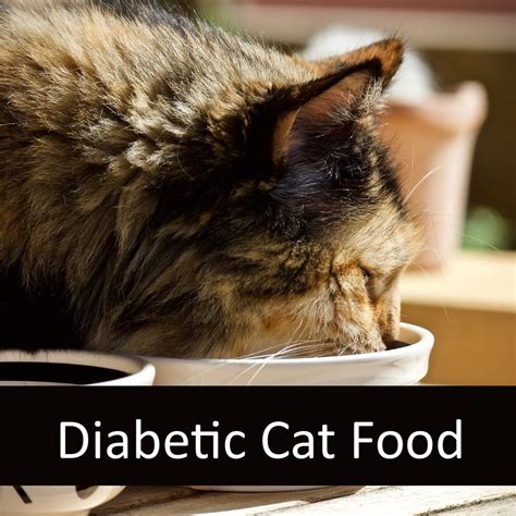 Is Raw Food Appropriate For A Diabetic Cat Elderly Pet Blog