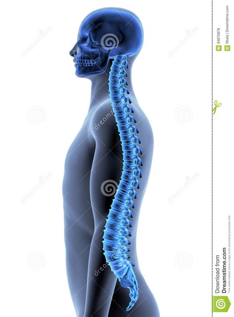 Use them in commercial designs under lifetime, perpetual & worldwide rights. The Human Body - Spine. Side View Stock Illustration - Image: 84870878