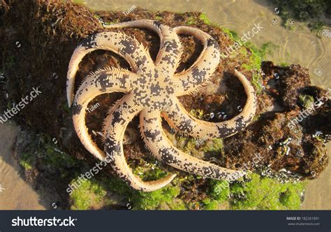 25 Seven Armed Starfish Images Stock Photos And Vectors Shutterstock