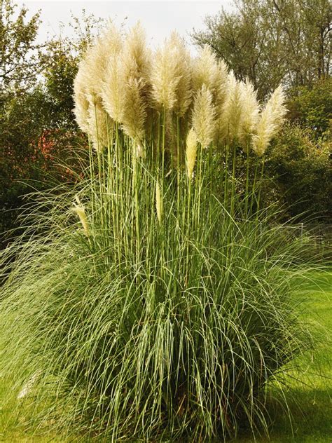 How To Transplant Pampas Grass Tips For Transplanting Pampas Grass