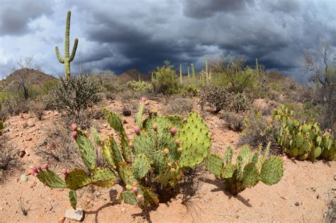 Sonoran Desert Cacti Cactus Plants Planting Bulbs Desert Cactus