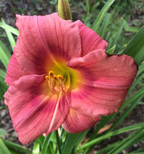 My Rosy Returns Daylily Day Lilies Nature Beauty Rosie Bloom