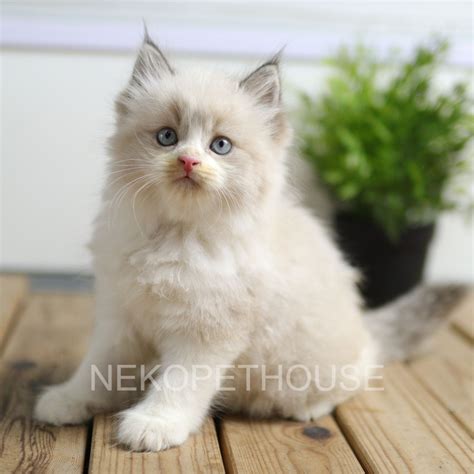 Jual Adopsi Kucing Kitten Persia Medium Flatnose Peaknose Himalaya Ragdoll Dll Shopee Indonesia