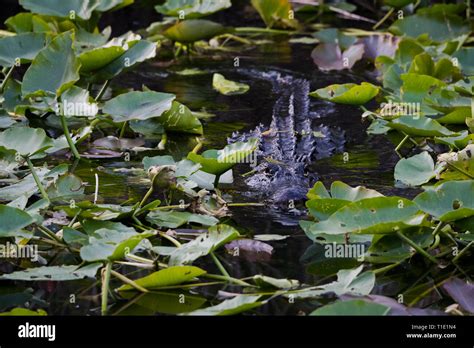 Alligator Stealthily Swimming In The Shallow Swamp Waters Of The