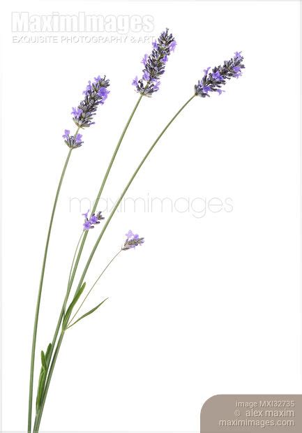 Photo Of Closeup Of Purple Lavender Flowers On Stalks Lavandula