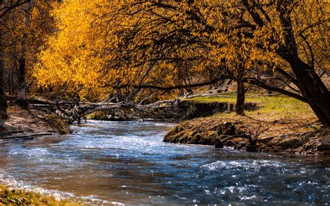 Wallpaper Autumn Creek Water Trees Yellow Leaves 1920x1200 Hd