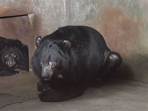 Ursus Thibetanus Thibetanus Tibetan Black Bear In Lopburi Zoo