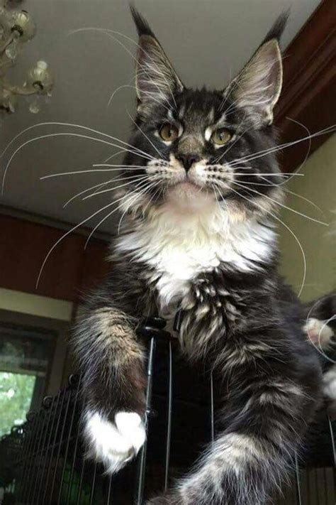 My name is deven smile. Pin on Cats, Cats, Cats