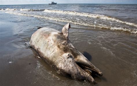 Deepwater Horizon Oil Spill Linked To Gulf Of Mexico Dolphin Deaths