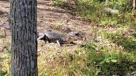 Alligators In The Louisiana Swamp Youtube
