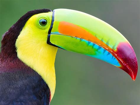 A Colorful Toucan Ifttt2sqmzss Rainforest Birds Keel