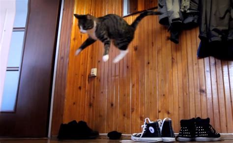 Crazy Parkour Cat Performing Some Insane Jumps Videos Viralcats At