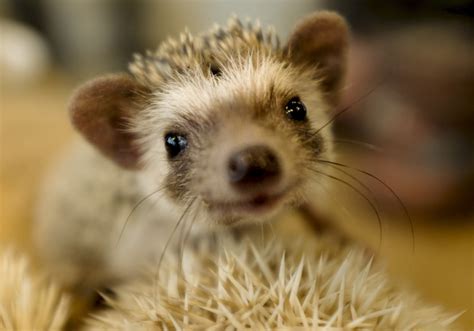 Overweight hedgehog finds new home in Ramat Gan Safari - Hi tech news ...