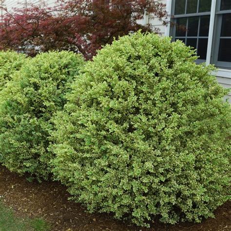 Buxus Sempervirens Elegantissima Elegantissima Boxwood From Saunders