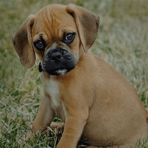 Any one have puggle puppies for sale or adoption in the dallas tx area? Small and Large Dog Breeds from Cerified Breeders - Teacup ...