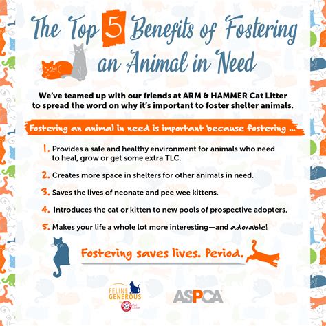 Top 5 Benefits Of Fostering An Animal In Need Aspca