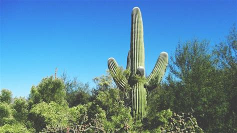 Plants that fall into this group are characterized by their ribbed, cylindrical shape. Amazon declines Tucson's cactus, but other kinds of gifts ...