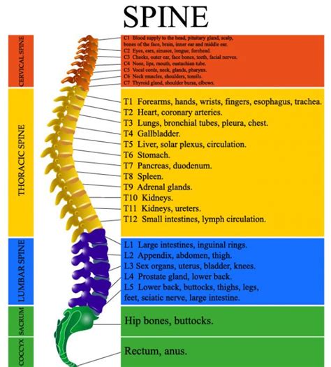 Spinal Nerve Chart Pain
