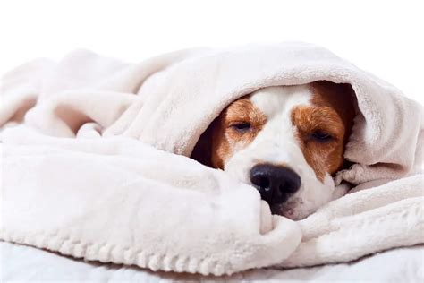 Why Do Dogs Burrow In Blankets 7 Breeds That Do
