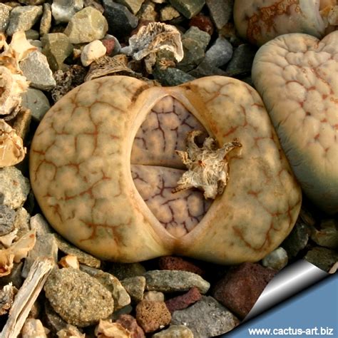 Cactus love to be near the window to blossom. Lithops gracilidelineata ssp brandbergensis C394