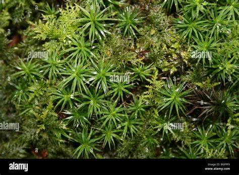 Green Star Moss Polytrichum Arten Genommen Bei Kammern Bauernhof Holz