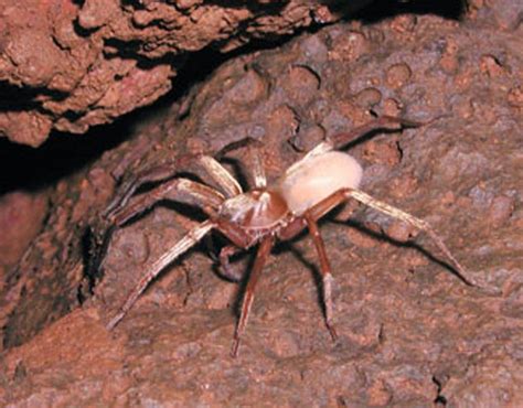 Rabid Wolf Spider Facts Identification And Pictures