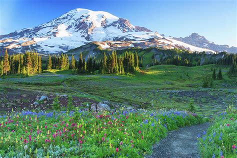 Summer Alpine Wild Flower Meadow Mount Rainier National Park