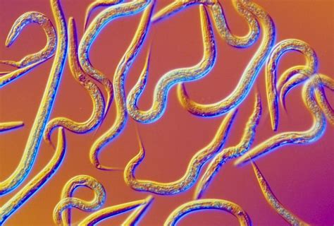 Roundworms Test Our Progress On Anti Ageing