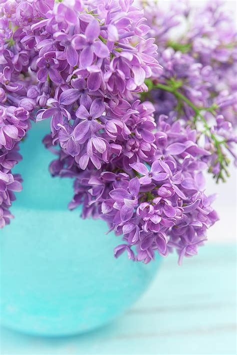 Lilacs In Blue Vase Iv Photograph By Cora Niele