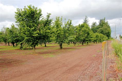 Hazelnut Orchard Stock Photo Image