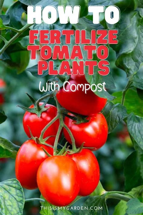 How To Fertilize Tomato Plants With Compost Grow Incredible Tomatoes