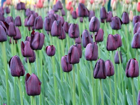 Lila Tulips Free Stock Photo Public Domain Pictures