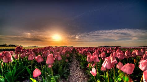 Sunset In A Field Of Tulips 4k Wallpaper Download