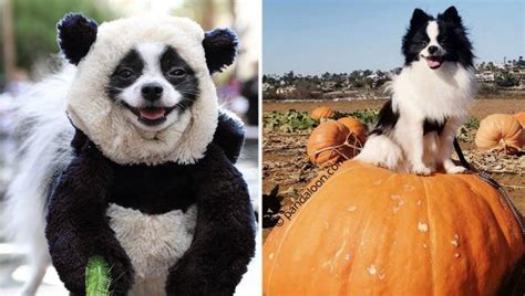 This Tiny Pomeranian Is Winning At Life In His Panda Costumes Panda